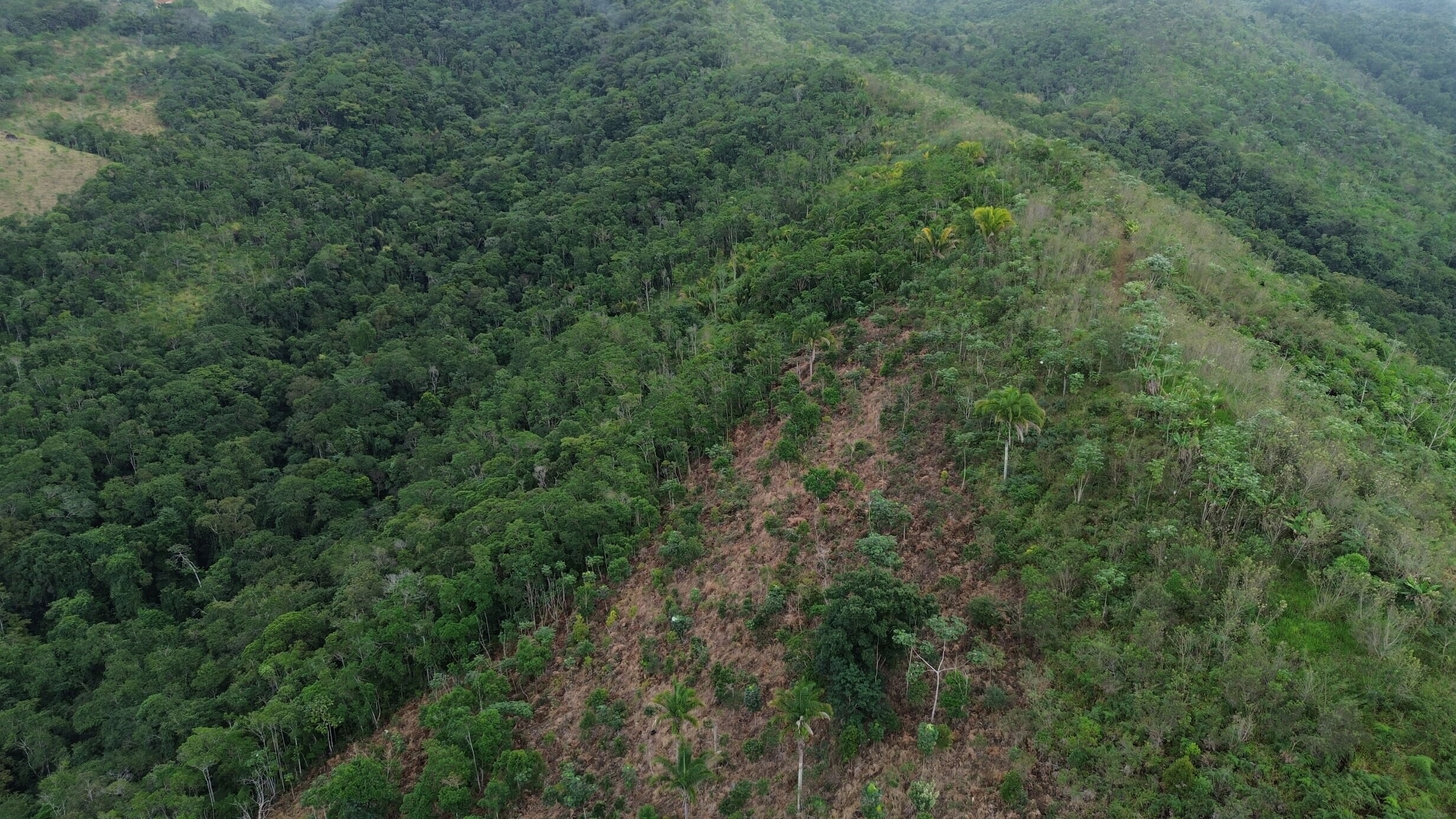 Iniciativa Verde testa bioinsumo sintrófico para aumentar sobrevivência de mudas na restauração