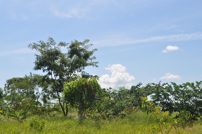 Sistema Agroflorestal implantado no primeiro Plantando Águas